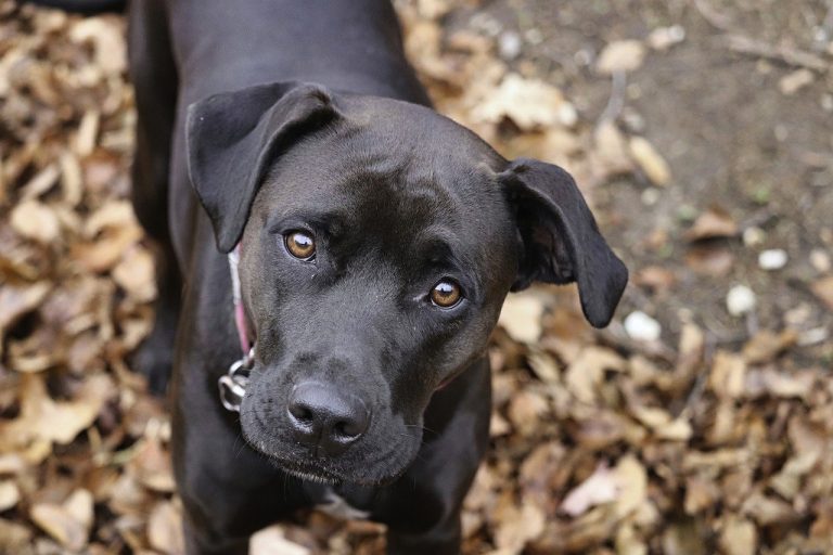 Dog Poop Pickup in Cicero Indiana