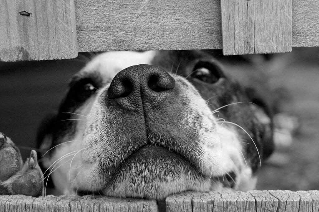 Dog Poop Pickup in Cicero Indiana