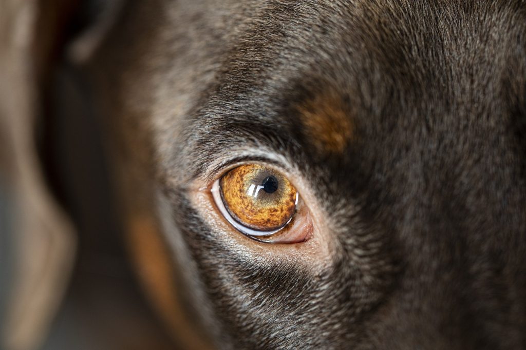 Dog Poop Pickup in Cicero Indiana