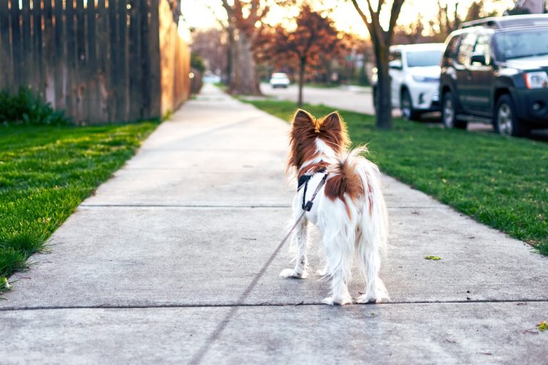 Dog Poop Pickup in Cicero Indiana