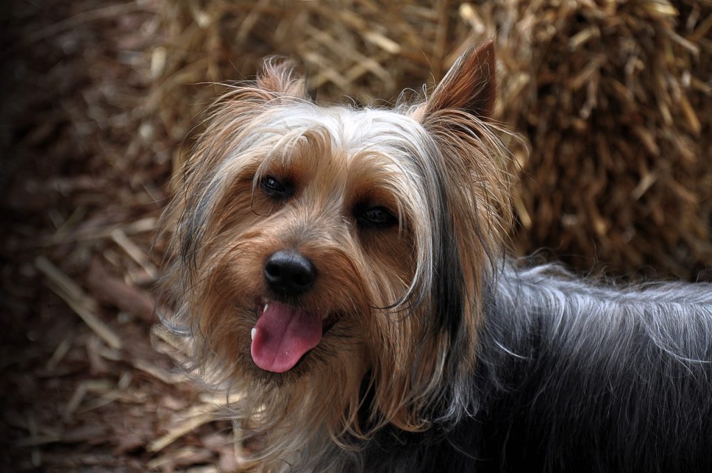 Dog Poop Pickup in Cicero Indiana