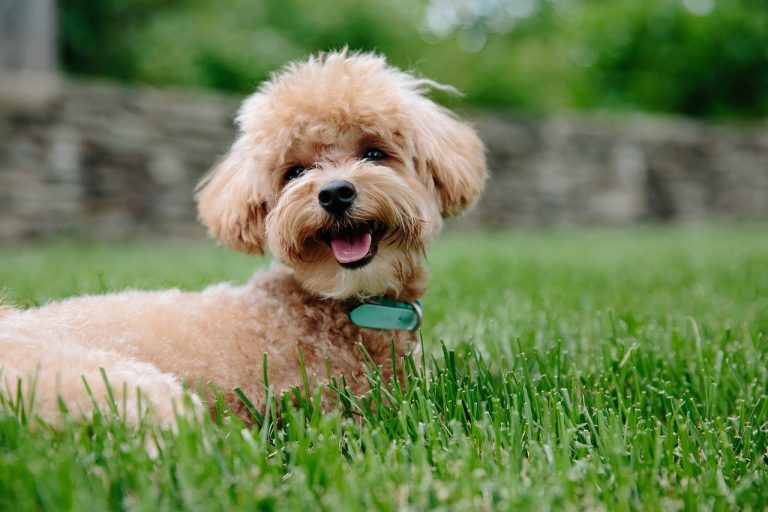 Dog Poop Pickup in Cicero Indiana